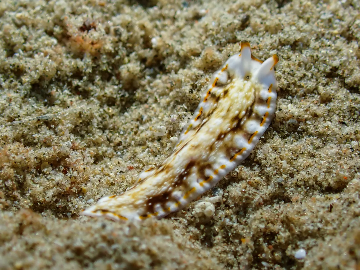 Pseudoceros sp