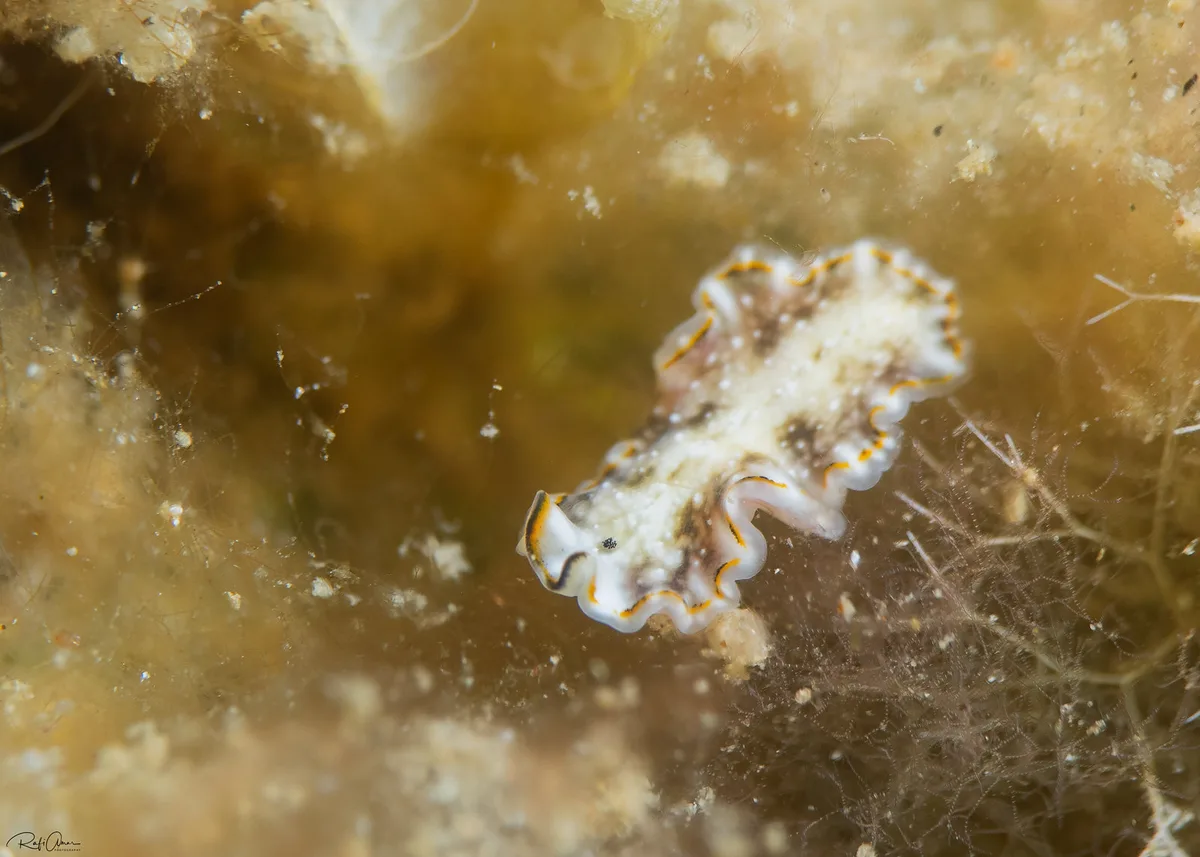 Pseudoceros sp.