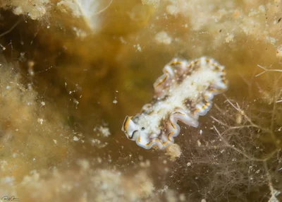 Pseudoceros sp.