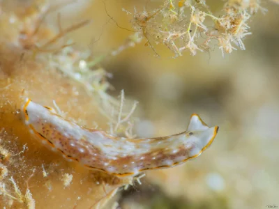 Pseudoceros sp.