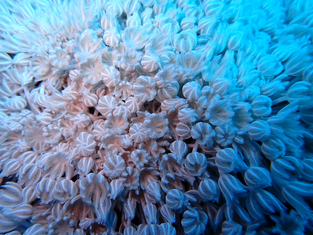 Pulsating Xenid