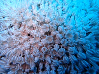 Pulsating Xenid