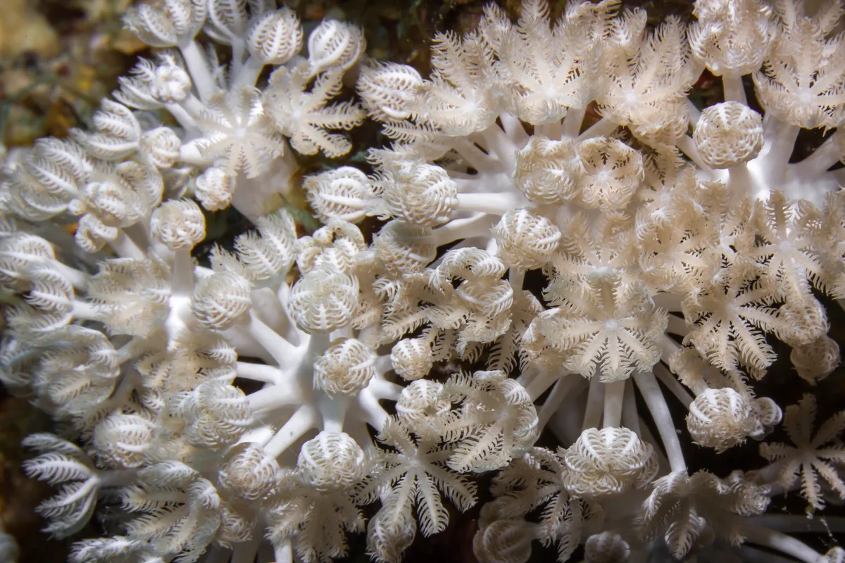Pulsating Xenid (Heteroxenia fuscescens)