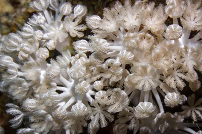 Pulsating Xenid (Heteroxenia fuscescens)