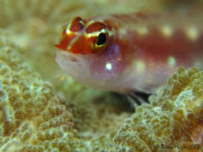 Punyit Dwarfgoby