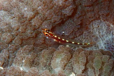 Eviota punyit - Kiltan Island, Lakshadweep, India