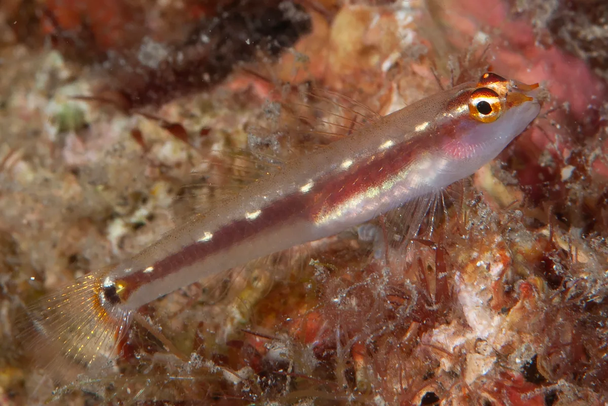 Eviota punyit - Magic Crack, Lembeh Strait, Indonesia
