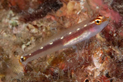 Eviota punyit - Magic Crack, Lembeh Strait, Indonesia