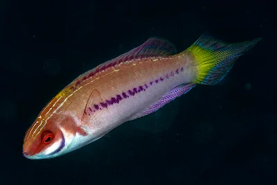 Purple-boned Wrasse