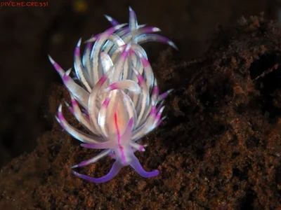 Coryphellina rubrolineata