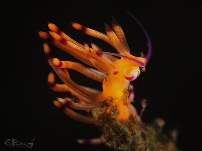 Coryphellina rubrolineata