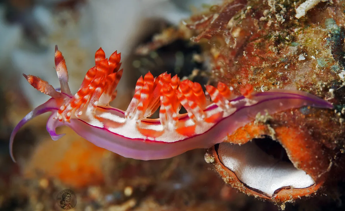 Coryphellina rubrolineata
