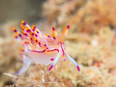 Purple Flabellina - Coryphellina rubrolineata