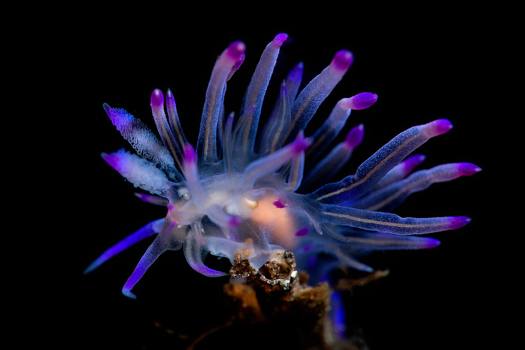 Coryphellina rubrolineata
