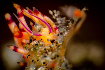 Coryphellina rubrolineata
