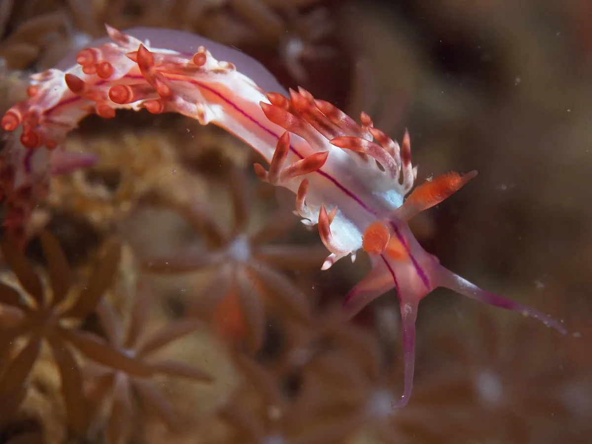 Coryphellina rubrolineata