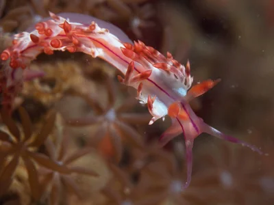 Coryphellina rubrolineata