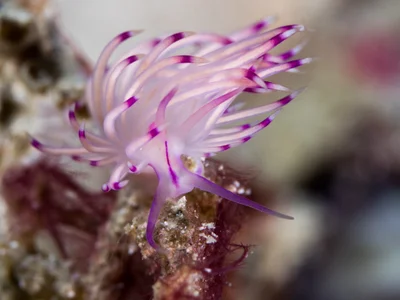 Coryphellina rubrolineata