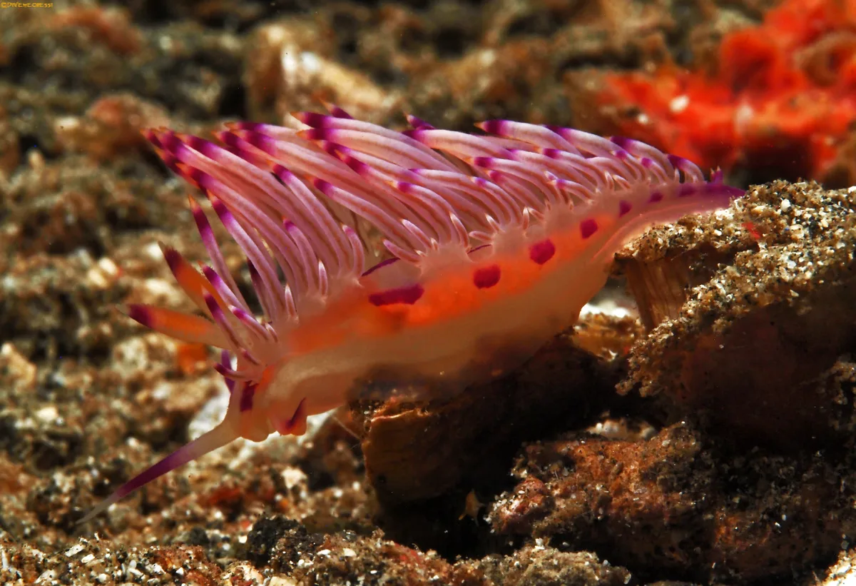 Coryphellina rubrolineata