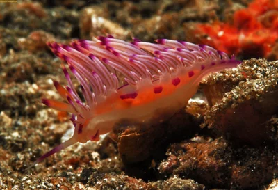 Coryphellina rubrolineata