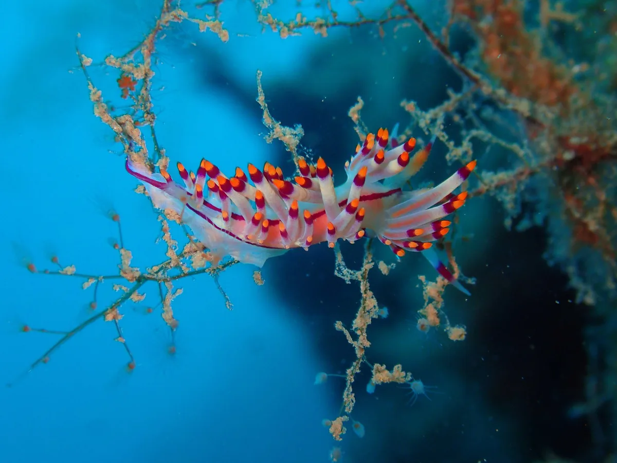 CORYPHELLINA RUBROLINEATA