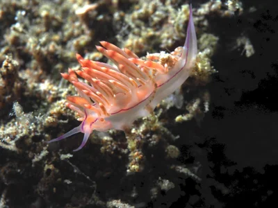 Coryphellina rubrolineata