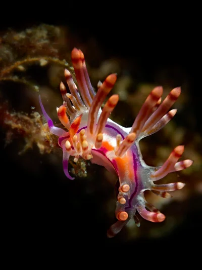 p1070073_Sea slug (Coryphellina rubrolineata)