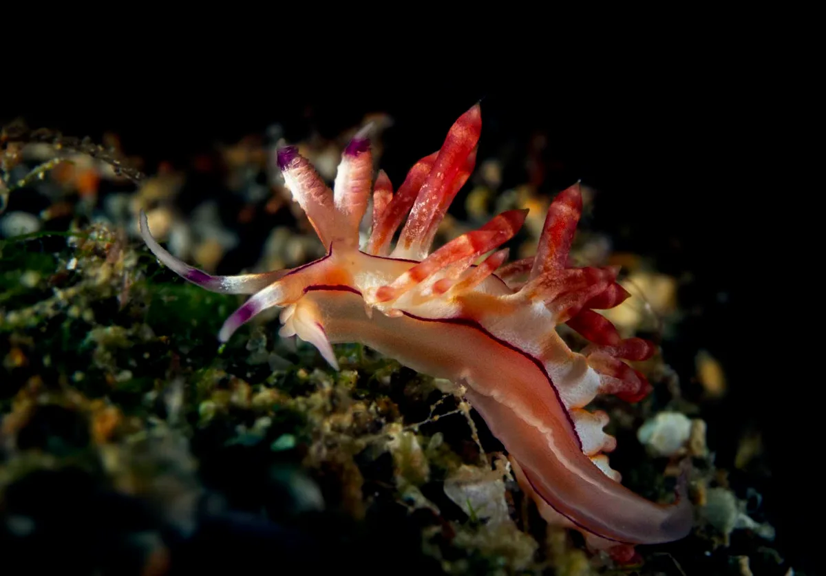 p1070099_Sea slug (Coryphellina rubrolineata)