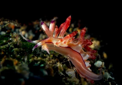 p1070099_Sea slug (Coryphellina rubrolineata)