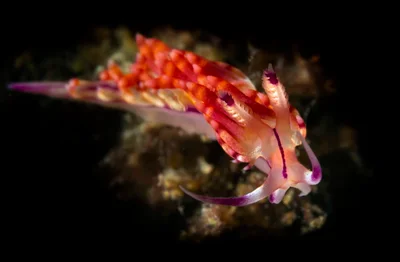 p1070083_Sea slug (Coryphellina rubrolineata)