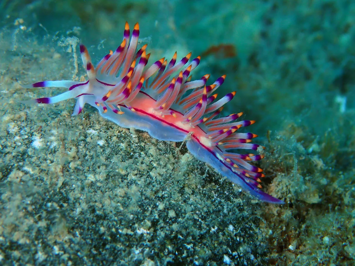 Coryphellina rubrolineata