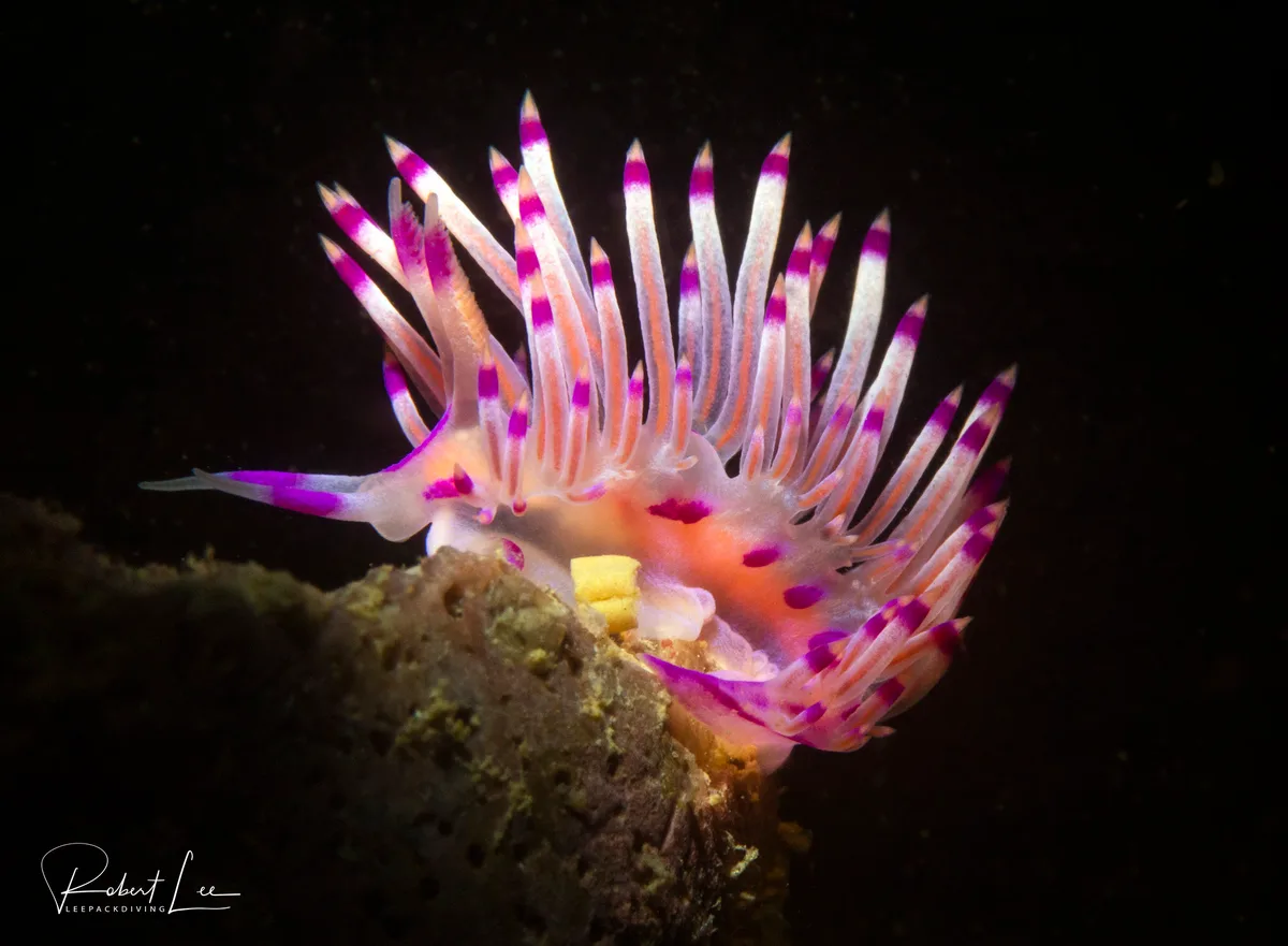 Coryphellina rubrolineata