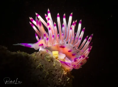 Coryphellina rubrolineata