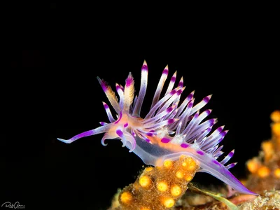 Coryphellina lotos