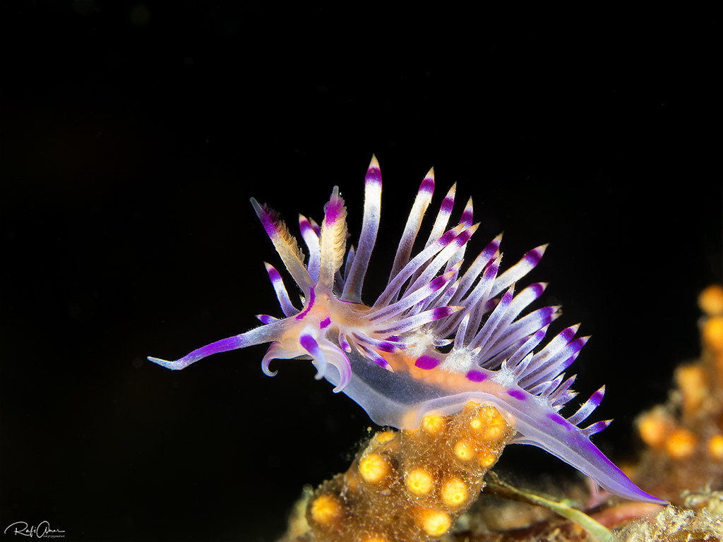 Coryphellina lotos