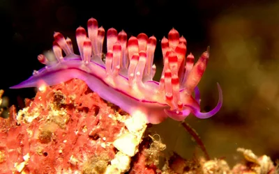 Coryphellina rubrolineata