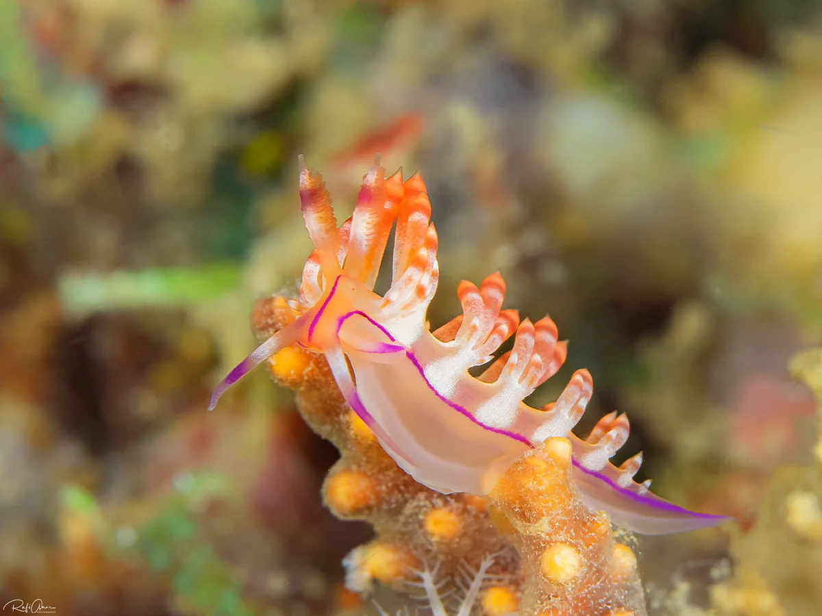 Coryphellina flamma