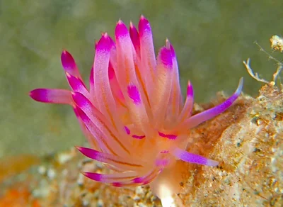 Nudibranch (Sea slug) - Coryphellina rubrolineata