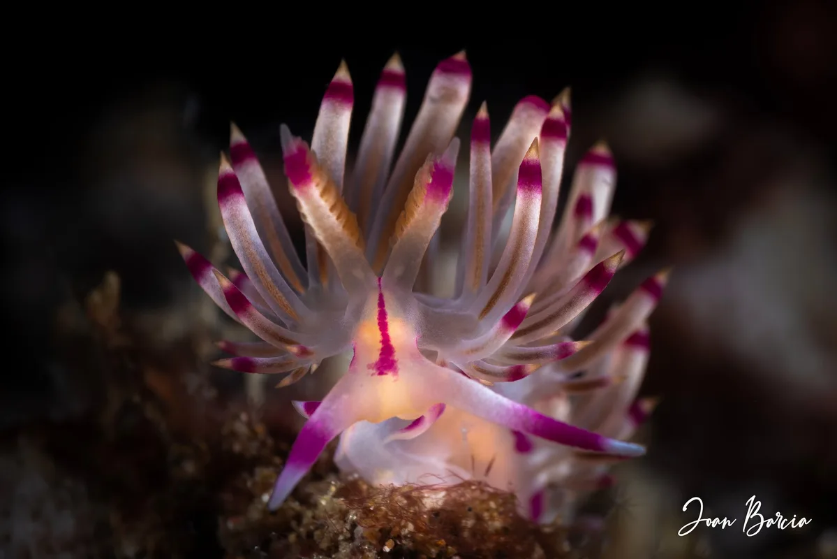 Coryphellina rubrolineata (Anilao)