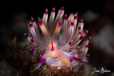 Coryphellina rubrolineata (Anilao)