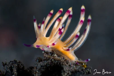 Coryphellina rubrolineata (Bali)