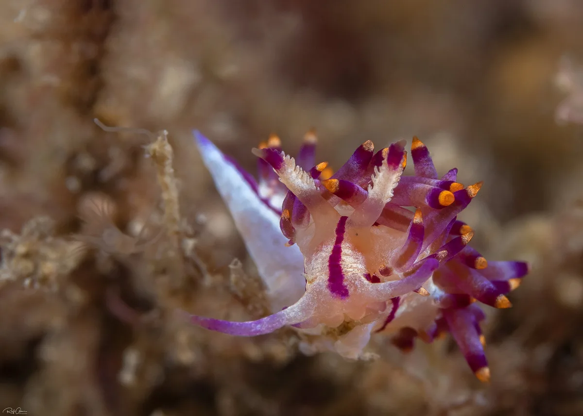 Coryphellina rubrolineata - Purple Flabellina