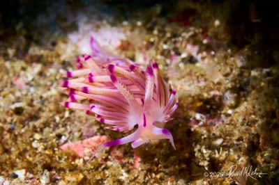 Red-lined coryphellina