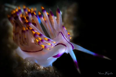 Coryphellina rubrolineata (Flabellina rubrolineata)