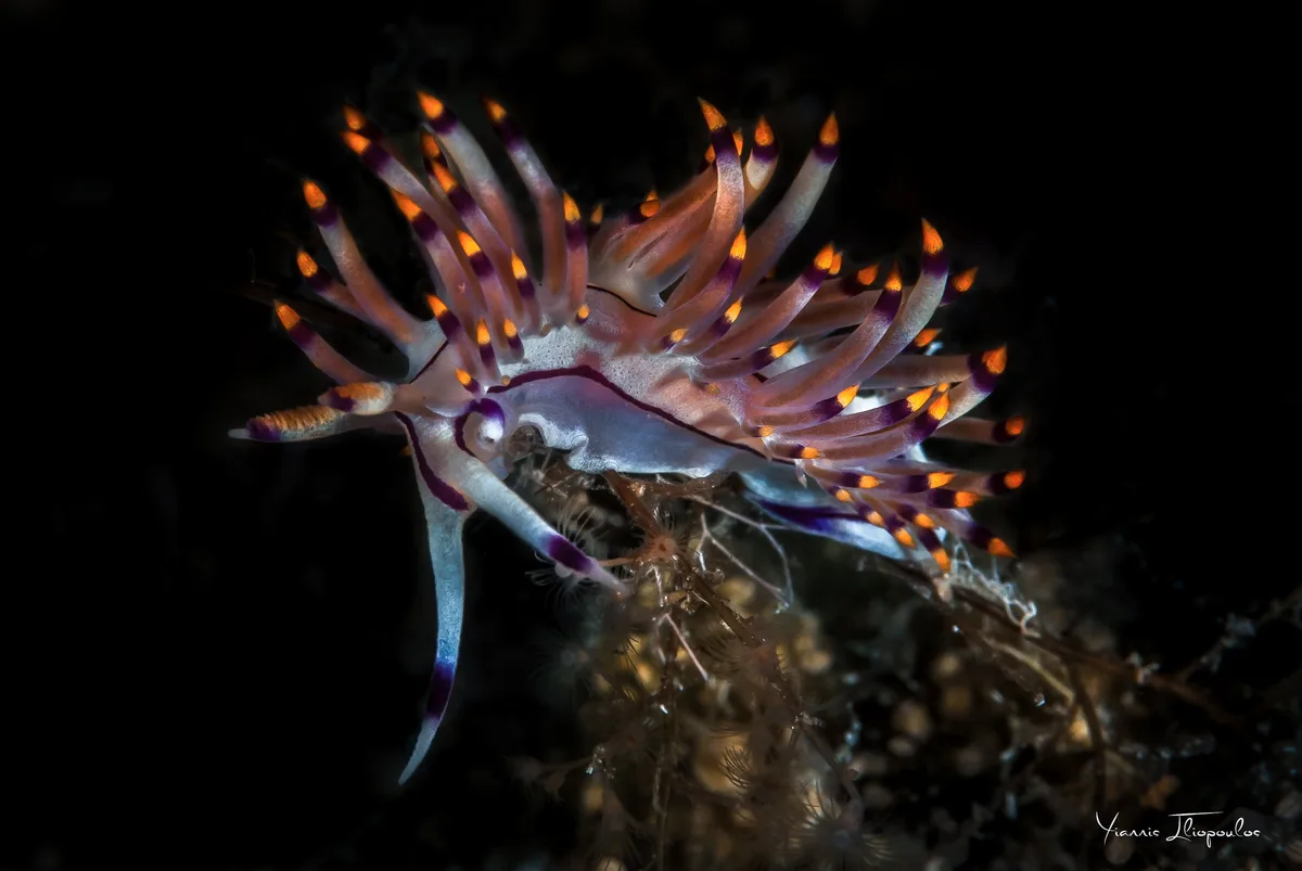 Coryphellina rubrolineata (Flabellina rubrolineata)