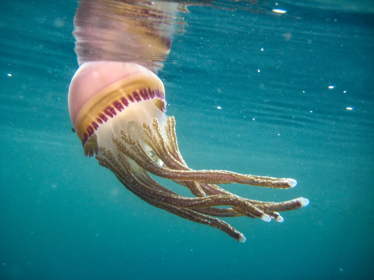 Thysanostoma loriferum - Nggela Group, Solomon Islands