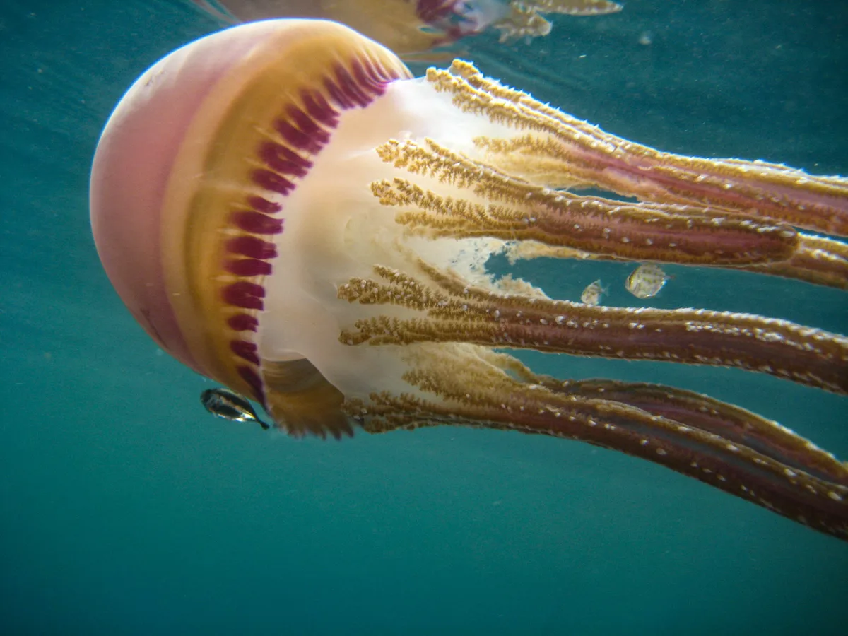 Thysanostoma loriferum - Nggela Group, Solomon Islands