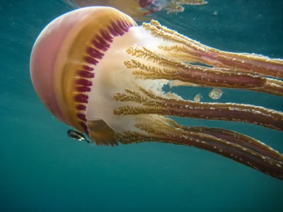 Thysanostoma loriferum - Nggela Group, Solomon Islands