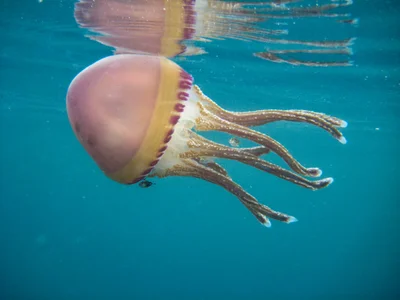 Thysanostoma loriferum - Nggela Group, Solomon Islands
