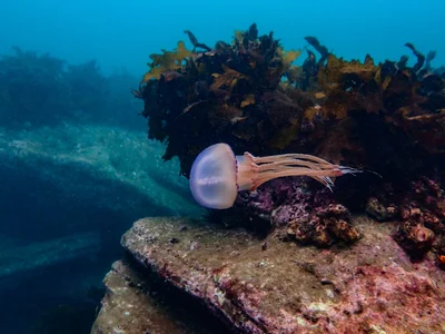 Thysanostoma loriferum - Marine Pde, Manly, AU